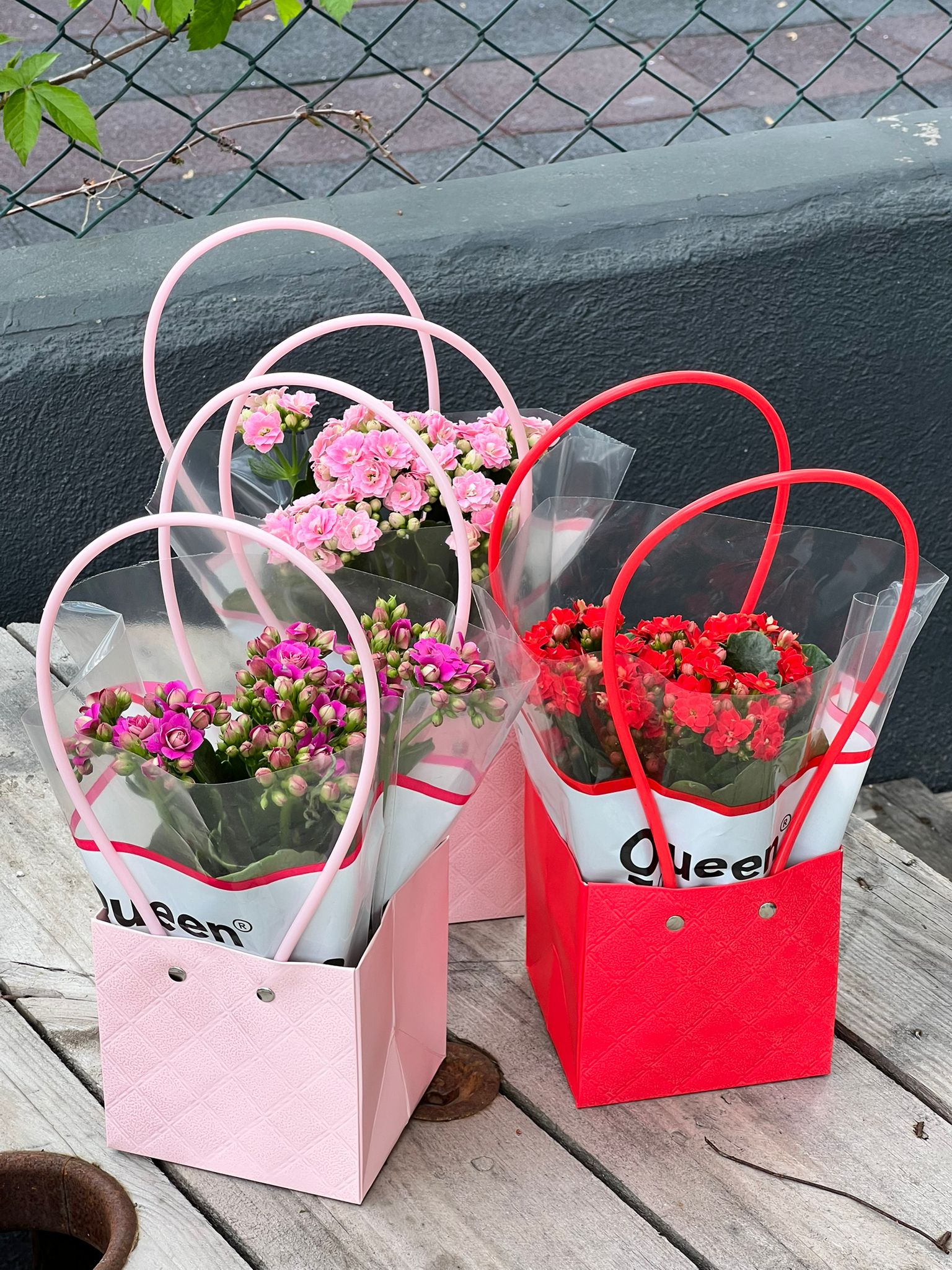 kalanchoe